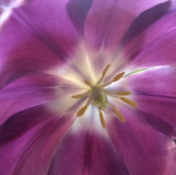 Meet your Posher, Brittany - Picture 2 of 2